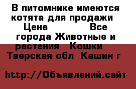 В питомнике имеются котята для продажи › Цена ­ 30 000 - Все города Животные и растения » Кошки   . Тверская обл.,Кашин г.